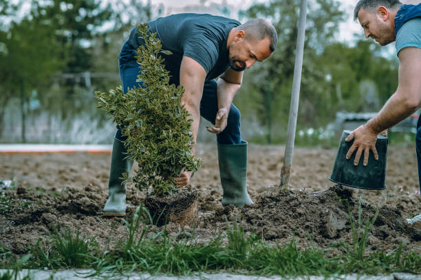 Best Hazardous Tree Removal  in Miami, AZ