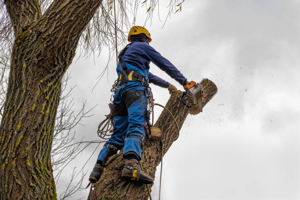 Best Tree Mulching  in Miami, AZ