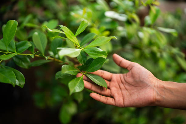 Miami, AZ Tree Services Company