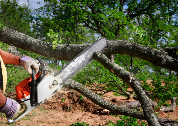 Best Lawn Grading and Leveling  in Miami, AZ